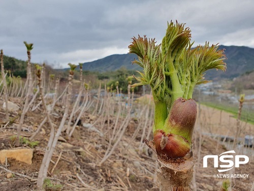 [NSP PHOTO]장수군, 청정산지내 건강 두릅 본격 출하