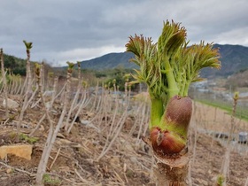 [NSP PHOTO]장수군, 청정산지내 건강 두릅 본격 출하