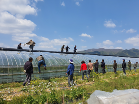 [NSP PHOTO]경주 안강친환경토마토작목회, 코로나19 극복 회원 돕기 구슬땀