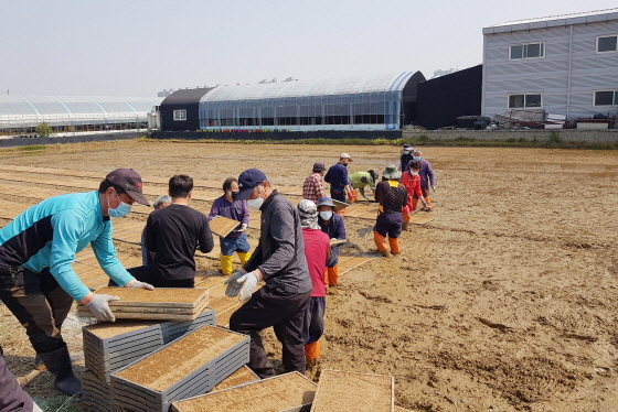 NSP통신-29일 권선구 입북동 농지에서 수원시쌀연구회 회원, 수원농협·농협중앙회 수원시지부 관계자 등이 묘판 설치 작업을 진행하고 있다. (수원시)