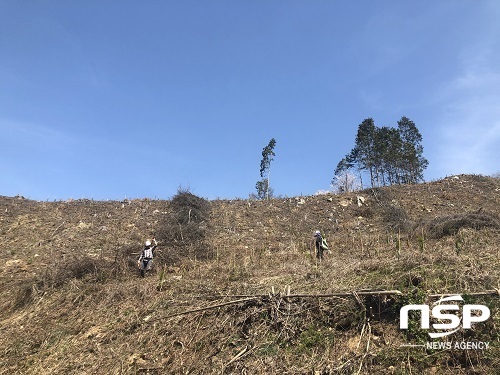 [NSP PHOTO]진안군, 봄철 조림사업 174ha 완료...10억 투입