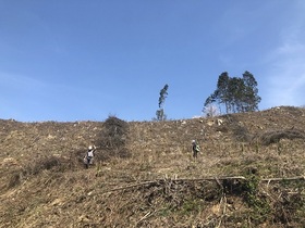 [NSP PHOTO]진안군, 봄철 조림사업 174ha 완료...10억 투입