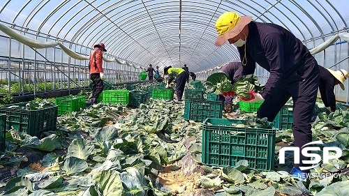 [NSP PHOTO]군산시, 코로나 악재에도 꼬꼬마양배추 수출 늘어