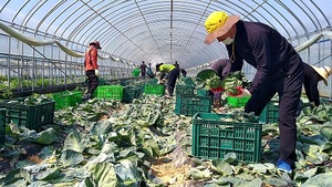 [NSP PHOTO]군산시, 코로나 악재에도 꼬꼬마양배추 수출 늘어