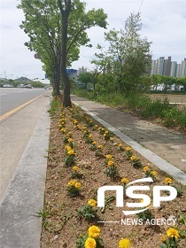 [NSP PHOTO]군산시, 새봄맞이 가로변 봄꽃 12만여 본 식재