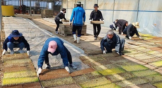 NSP통신-▲서산시가 시청 공직자들을 중심으로 대대적인 농촌일손 돕기에 나선다. (서산시)