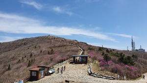 [NSP PHOTO]지리산 노고단 분홍빛 털진달래 개화