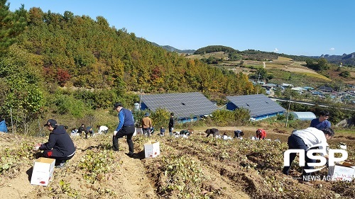 [NSP PHOTO]진안군, 마이산골 정보화마을 호박 고구마밭 분양