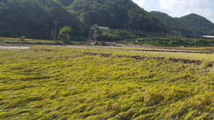 [NSP PHOTO]경주시, 벼 농작물재해보험 가입 신청 접수