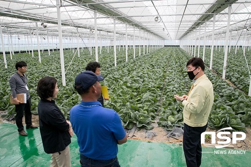 [NSP PHOTO]군산시, 꼬꼬마양배추 농식품수출 우수지자체 경진대회 본선진출