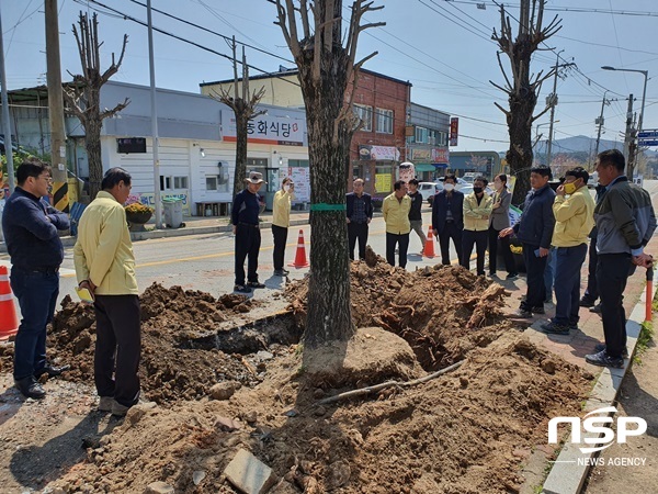 NSP통신-장성군이 동화면 소재지에 가로수로 식재된 은행나무들을 옮기고 있다. (장성군)