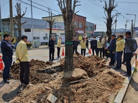 [NSP PHOTO]장성군, 주민 불편 호소 동화면 은행나무 가로수 황룡강변에 이식