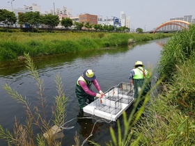 [NSP PHOTO]경산시 남천변 생태계 보호 위한 뉴트리아 포획틀 설치