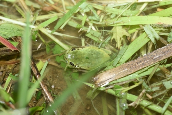 NSP통신-지난해 8월 7일 평리동 논에서 발견된 수원환경운동센터가 발견한 수원청개구리 모습. (수원시)