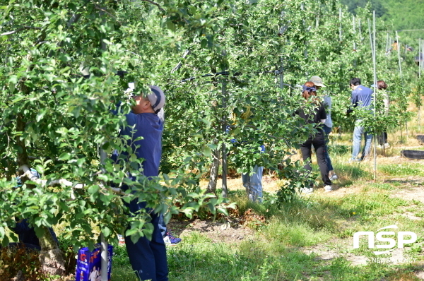 NSP통신-청송군 공무원들이 본격적인 영농철을 맞아 사과적과 등 지역농가의 농촌일손돕기에 앞장선다. (청송군)