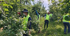 [NSP PHOTO]전남농협,  곡성 옥과농협과 함께 하는 농촌 일손돕기 전개