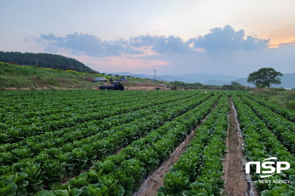 NSP통신-영덕군 영해면과 창수면 일대에서 재배된 양상추과 로메인상추가 지난 27일 본격 출하됐다 (영덕군)