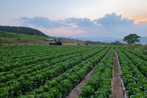 [NSP PHOTO]영덕군, 양상추·로메인상추 본격 출하