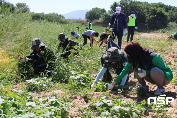 NSP통신-지난 2019년 수매사업 및 가시박제거 행사 (대구시)