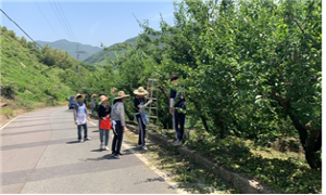 [NSP PHOTO]광양경제청, 농촌 일손돕기 매실 수확