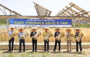 [NSP PHOTO]영남대, 영농형 태양광 발전단지 시설...첫 농장물 수확 성공