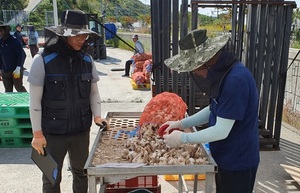 [NSP PHOTO]전남농협, 마늘 정부 수매물량 3천여 톤으로 확대