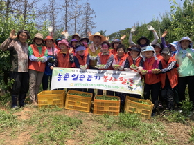 [NSP PHOTO]광양농협 여성대학 총동문회 , 매실생산농가 일손돕기