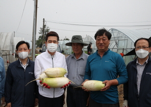 [NSP PHOTO]이강덕 포항시장, 수출용 여름 무 출하 현장 방문