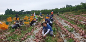 [NSP PHOTO]영암군 신북면, 영농철 농촌일손돕기 구슬땀