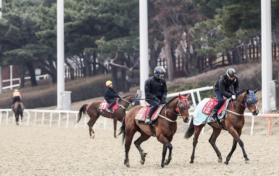 NSP통신-휴장에도 재개를 위해 훈련중인 경주마 관계자들 (한국마사회)