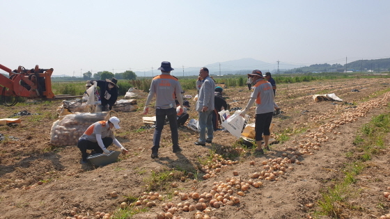 NSP통신-22일 자원봉사자들이 처인구 백암면의 한 양파 재배 농가에서 수확을 돕고 있다. (용인시)