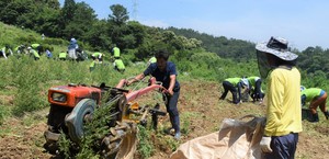 [NSP PHOTO]농협 광주본부, 23일 농촌 일손돕기 구슬땀