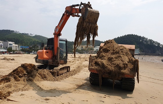 NSP통신-▲태안군이 부유성 해조류 괭생이모자반 처리에 발 벗고 나섰다. (태안군)