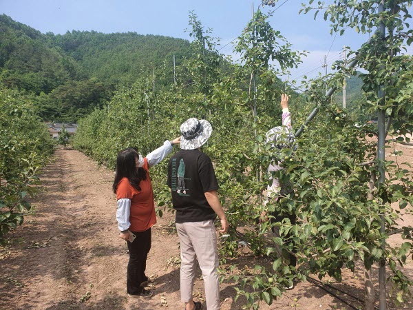 NSP통신-영양군에서는 최근 확산되고 있는 검역병해충 과수화상병 예방을 위해 1차 정밀예찰(6.8.~6.19.)에 이어서 2차 정밀예찰을 6일부터 오는 17일까지 관내 사과·배 재배 농가대상으로 실시한다고 밝혔다 (영양군)