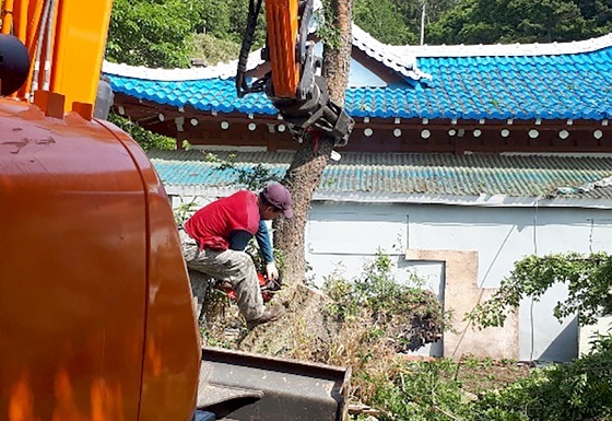 NSP통신-▲태안군이 주택가 주변 피해우려목을 제거했다. (태안군)