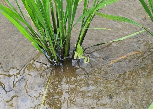 NSP통신-3일 평리들에서 발견된 수원청개구리 모습. (수원시)
