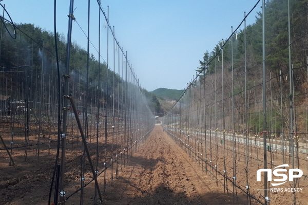 NSP통신-봉화군에서는 봉화사과 전국 최고 명품브랜드 육성을 위해 총 22ha 면적의 37농가에 골든애플 생산 단지를 조성했다고 밝혔다 (봉화군)