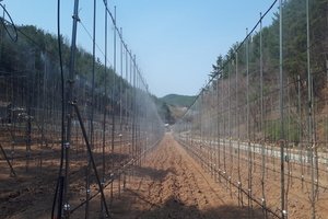 [NSP PHOTO]봉화군, 골든애플 생산단지 조성