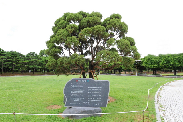NSP통신-중앙공원에 식수한 마이 히어로 기념 나무. (부천시)