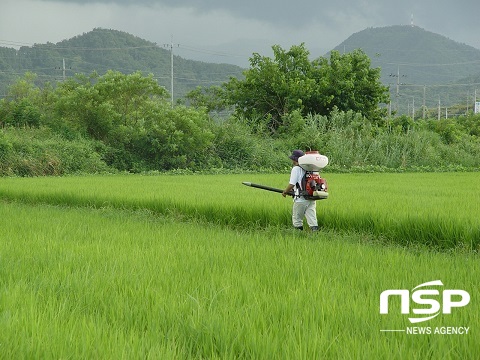 [NSP PHOTO]정읍시, 벼 이삭거름 적기·적량 시용하세요