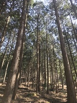 [NSP PHOTO][가볼까] 전북 진안 부귀 편백숲