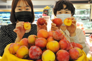 [NSP PHOTO]롯데백화점 대구점, 명품 군위 후무사 자두 선봬