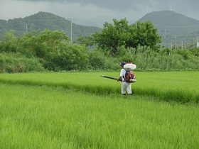 [NSP PHOTO]정읍시, 벼 이삭거름 적기·적량 시용하세요