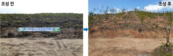 NSP통신-산불로 민둥산이 됐던 속초시 공유림(왼쪽)에 수원시가 지난 5월 소나무 등을 식재해 조성한 속초 행복의 숲(오른쪽) 모습. (수원시)