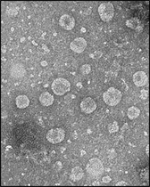 [NSP PHOTO]아모레퍼시픽, 녹차유산균 엑소솜 피부 항염효과 발표