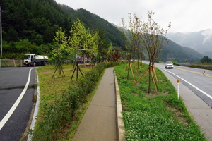 [NSP PHOTO]봉화군, 분천산타마을 경관숲 조성사업 추진