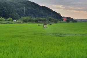 [NSP PHOTO]영덕군, 벼 병해충 공동방제 실시