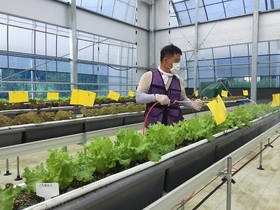 [NSP PHOTO]진안군, 딸기 고설재배 시설 활용 여름 상추 재배