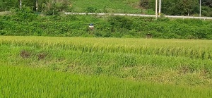 [NSP PHOTO]당진시, 마을앰프방송으로 농업정보 전달