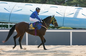 [NSP PHOTO]경주퇴역마 광복칠십, 제2의 마생 승용마 전환